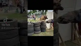 Немецкая овчарка в деле.  Дрессировка собак 