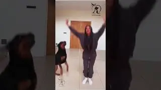 Most Dangerous Doggg🐕🐕🙀#rottweiler #petanimals #wildanimals #dog #dangerousanimals -Pets Paradise
