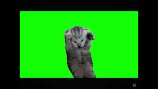 Green Screen Screaming Cat