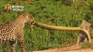 animals attack|national geographic|wildlife animal|sub entertantment|