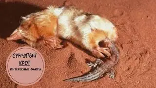СУМЧАТЫЙ КРОТ🦘/Житель подземелья🦘🐛🦘