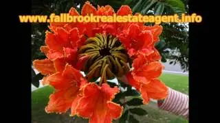 Fallbrook real estate agent