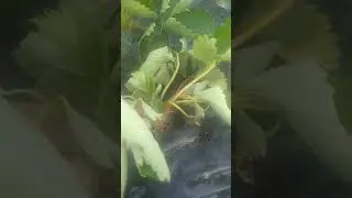 Вредители клубники
