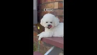 Ollie the Grass Eating Dog