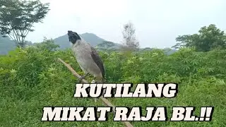 KUTILANG MIKAT RAJA BL..!! Kutilang Ribut