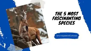TOP 5 FASCINANTING SPECIES