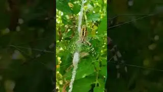 МОНСТР ТИГРОВЫЙ ПОСЕЛИЛСЯ В ТЕПЛИЦЕ 🕷️🕸️