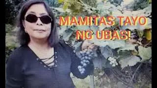 GRAPE HARVEST MAMITAS TAYO NG UBAS! FALL SEASON 2023
