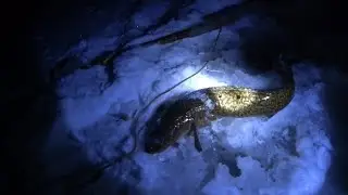 Проверка тычек на налима! Радость рыбака!