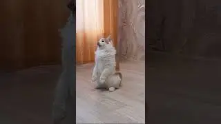 Бешеные танцы кота Лучика #catlover #cute #cat #прикол