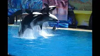San Diego, California: The most famous dolphin show is at SeaWorld San Diego. @ShinebrightwithAfs...