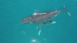 Whales in the backyard - Fiji