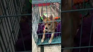 #toypombaby ko pinjre ke andar acha nahi lagta #cutepuppy #video #viralvideos #subscribe #trend