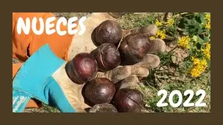 TANTAS NUECES EN MI PROPIEDAD  !