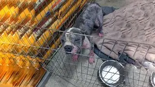 HE lived on the street and hoped to find a new home! But then a real MIRACLE happened!
