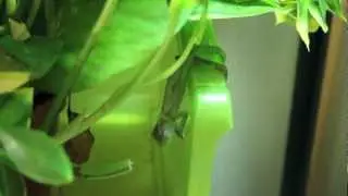 Russell baby veiled chameleon eating