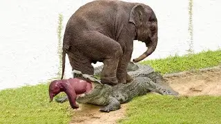 Mother Elephant Risks Her Life To Attack Giant Crocodile To Protect Her Baby And Unbelievable End