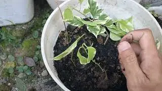 Buka Rahasia !! Cara Mudah Stek Bougenville dari Batang Pucuk Muda | Menanam Tanaman Bougenville