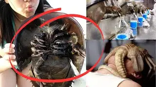 EIN PRÄHISTORISCHES MONSTER, DAS LEBEN RETTET❗