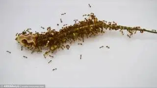 mirtimelapse.ru. Муравьи