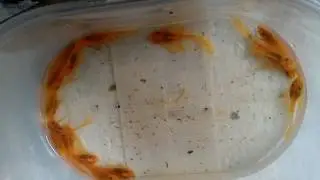 15 Ağustos 2016