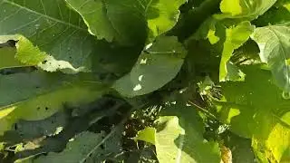 ЧЕРУСТИ 🏡. МИЛЫЕ СТАРЫЕ ДОМИКИ. ХРЕН ВДОЛЬ ДОРОГИ🌱🍃🙂.