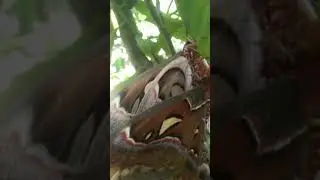 perkawinan kupu2 gajah 1 cewek '2 cowok loh...