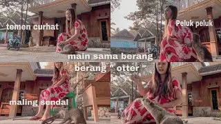 Main sama berang berang, eh otter