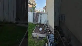 Our backyard garden in Calgary