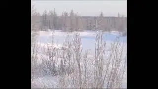 Соболь гонится за зайцем.