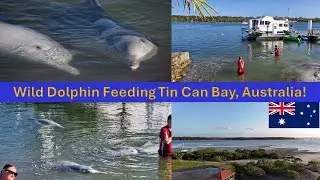 Wild Dolphin Feeding Frenzy in Australia! #WildlifeExploration