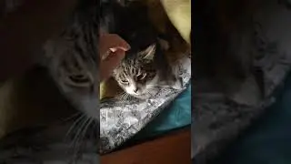 Miaukot the cat vs Platon the dog