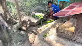 How to find rabbit