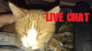Live Scary Stories with KOC