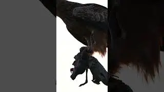 Tawny Eagle CATCHES BAT! #short #nature