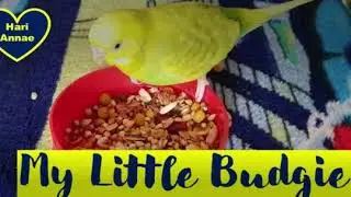 Come, Let's know more about Hari Annae's Little Budgie
