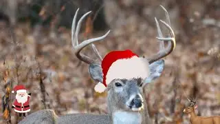Are They  Santa's Deer ???   Deer Eating Yummy Corn “ Out the Window Wildlife “