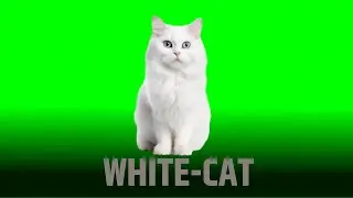White Cat Green Screen Video || Green Screen || Chroma Key || Content For Creators