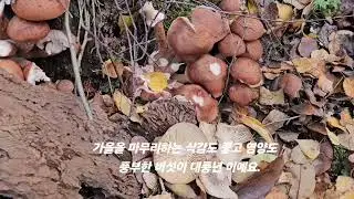 2024년 11월 5일
