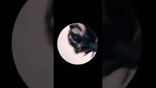 OH PEDRO PEDRO PEDROO RACOON DANCING  |Raffaella Carrà | Енот танцует 
