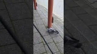 pigeon ABSOLUTELY FUCKING DESTROYING a chicken nugget