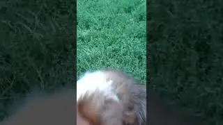 Чистокровный дворянин