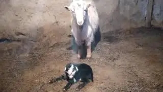 #козы