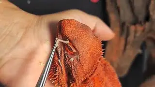 Helping Bearded Dragons Shedding: Yes or No?