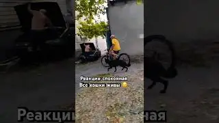Все кошки живы!! 💝