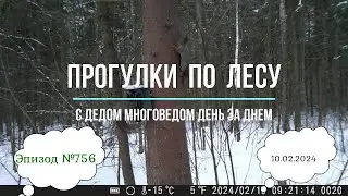 Прогулки по лесу. День за днем с дедом Многоведом. 10 февраля 2024г. Эпизод 756.