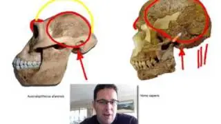 Skullcast: comparison of hominin skulls