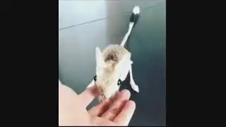 Hibridacion conejo + gallina híbrida