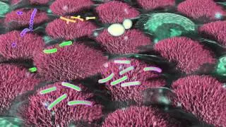 Engineered E. Coli: Diagnostic & Therapeutic Tools