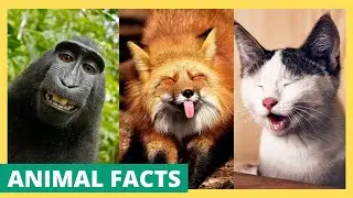 10 Surprising Facts About Wild Animals You May Not Know
